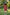 Boy & Girl Red Polka Dot Shirt Shorts Co-ord Twinning Set Duo